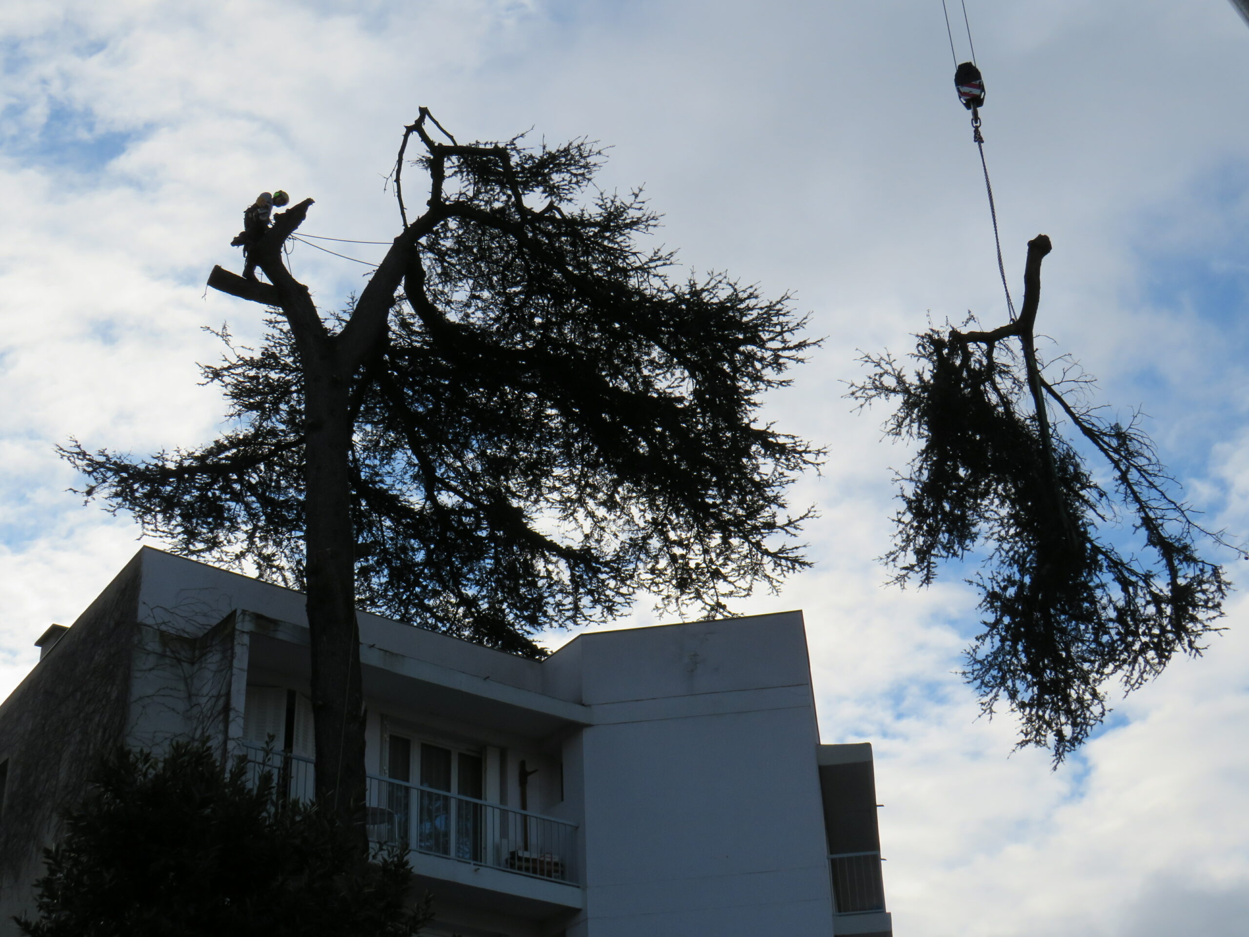 elagueur toulouse rouffiac tolosan arbre d'oc pascal biau abattage