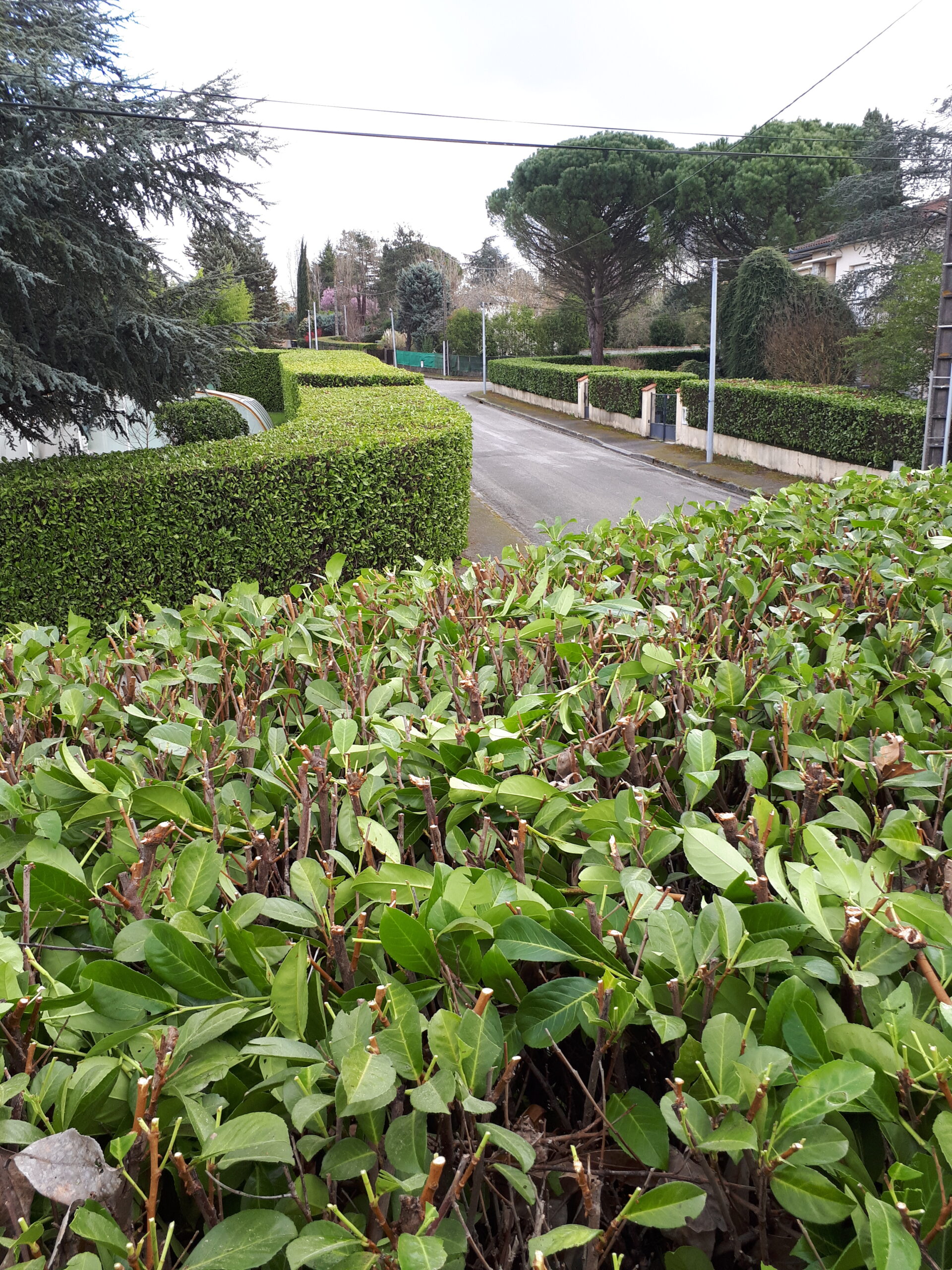 elagueur toulouse rouffiac tolosan arbre d'oc pascal biau taille de haies