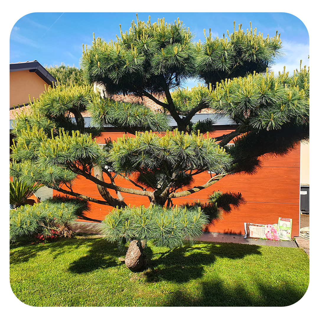 elagueur toulouse rouffiac tolosan arbre d'oc pascal biau