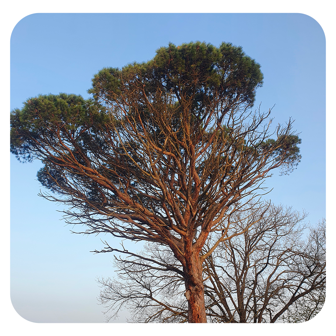 elagueur toulouse rouffiac tolosan arbre d'oc pascal biau