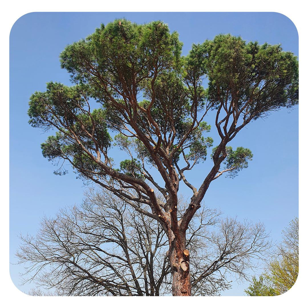 elagueur toulouse rouffiac tolosan arbre d'oc pascal biau